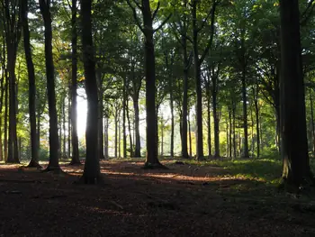 Vagevuurbos en Lippensgoed-Bulskampveld (België)